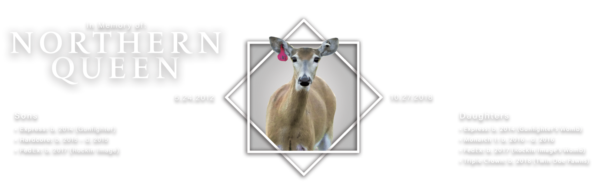 Northern_queen_main2 The Northern Queen deer died in 2018 but has two surviving sons and three surviving daughterss